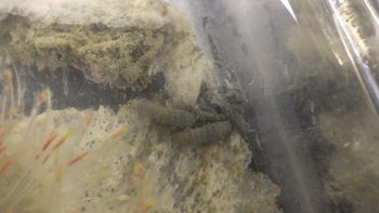 Media type: image;   Invertebrate Zoology 153512 Description: live specimen;